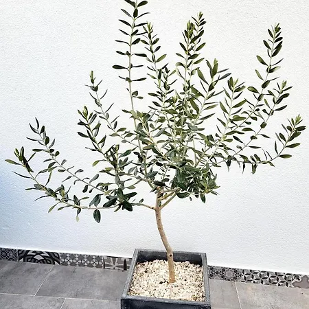 Nika Διαμέρισμα *